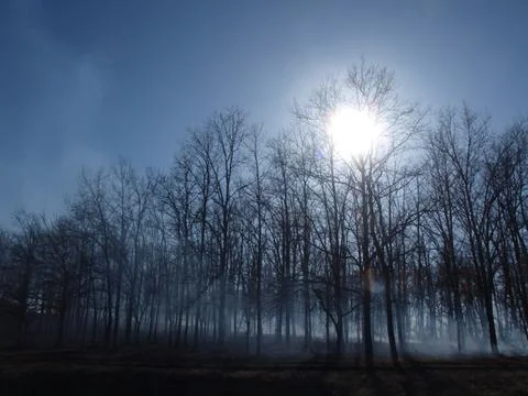 Forest fire.  Smoke, trees and fire. Stock Photos