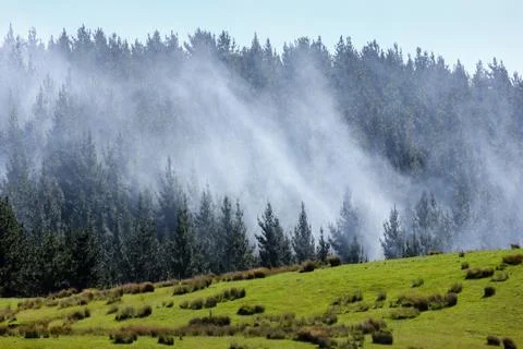 Forest fire smoke in trees. Fotos de archivo