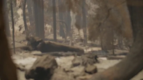 Forest Fire Smoldering Ashes and Smoke Stock Footage 74275707