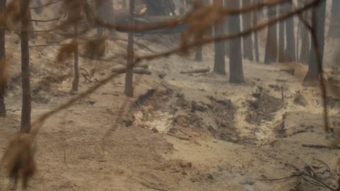 Forest Fire Smoldering Ashes and Smoke Stockbeeldmateriaal 74275749