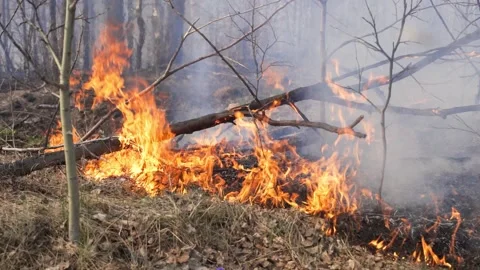 Forest fire spreads through forest litter Video stock 130510032