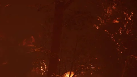 Forest fire spreads through trees during evening hours in dry conditions Stock Footage 340232025