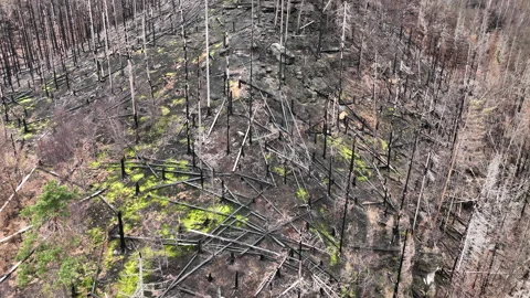 Forest fire spruce drone aerial after flame Picea abies wild drought dry black Stock Footage 238058165