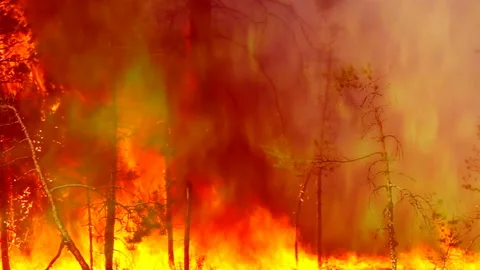 The forest fire is strong. Vidéo 100469492
