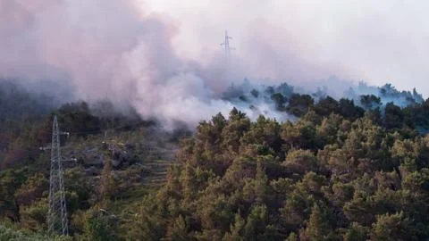 Forest fire at sunrise Stock Photos