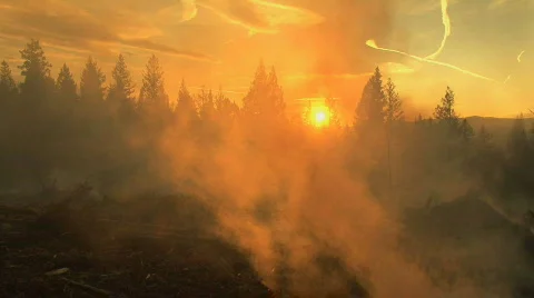 Forest fire at sunset Stock Footage 711237