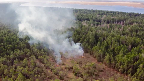 Forest fire. Thick smoke rises above the trees. Management of protectedl areas. Stock Footage 259843538