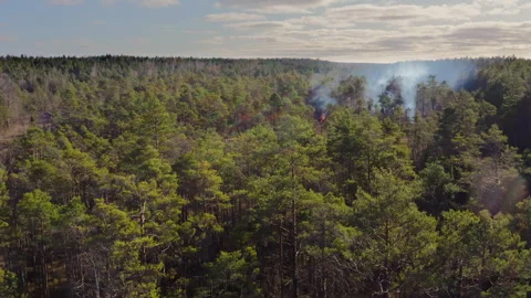 Forest fire. Thick smoke rises above the trees. Management of protected areas Stock Footage 259843702