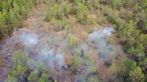 Forest fire. Thick smoke rises above the trees. Management of protectedl areas. Stock Footage 268434154