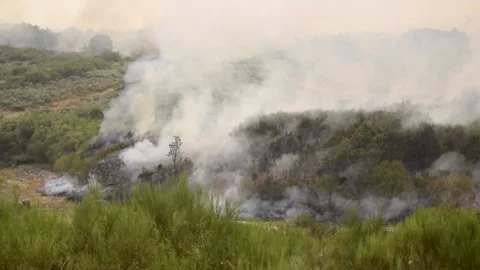Forest fire with thick white smoke in the countryside The Concept of Disaster 库存影片 327953268