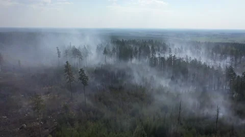 A forest fire, Tjällmo, Sweden Stock Footage 194839006