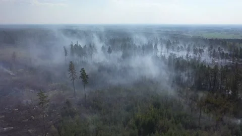 A forest fire, Tjällmo, Sweden Stock Footage 194839055
