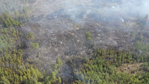 A forest fire, Tjällmo, Sweden Stock-Footage 194839126