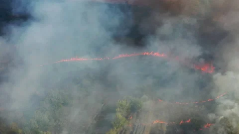 Forest fire, tongues of red flame burn green forest. birds circle in gray smoke Vídeos de archivo 155304143