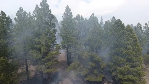 Forest fire from the top Stock Footage 86151679