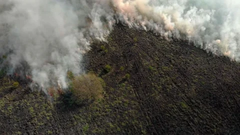 Forest fire with toxic gray smoke. save the planet from destruction. forest Stock Footage 131247485