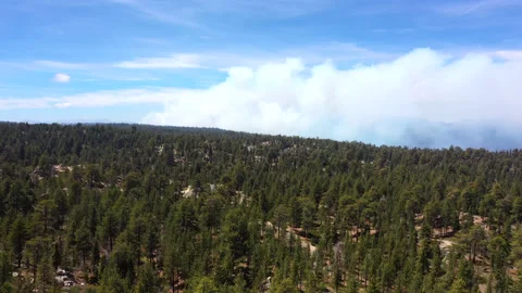 Forest fire traveling sideways Stock Footage 131556590