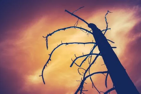 Forest Fire Tree Against A Red Sky Stock-Fotos