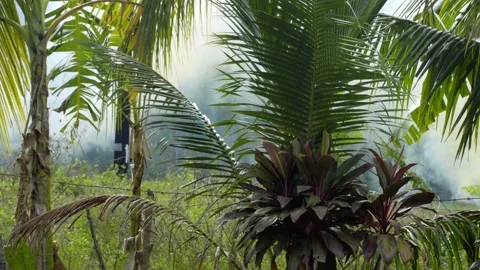 Forest fire in the tropics Stock-Footage 155216926