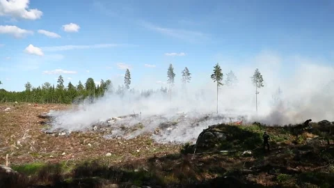 A forest fire, Ulrika, Sweden Stock Footage 219617591