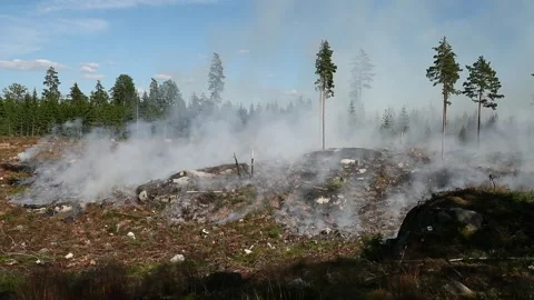 A forest fire, Ulrika, Sweden Stock Footage 219617592
