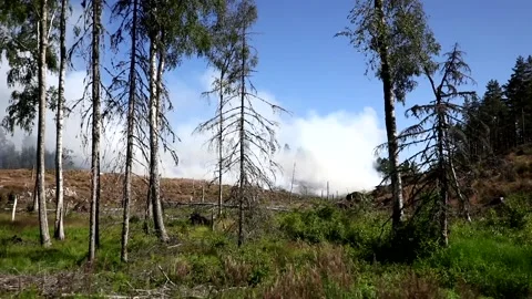 A forest fire, Ulrika, Sweden Stock Footage 219617764