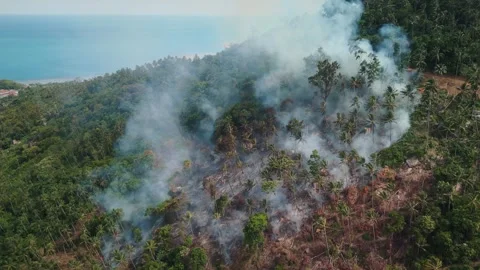 Forest fire unseen impact of global warming devastating effect of global warming Stock Footage 312511376