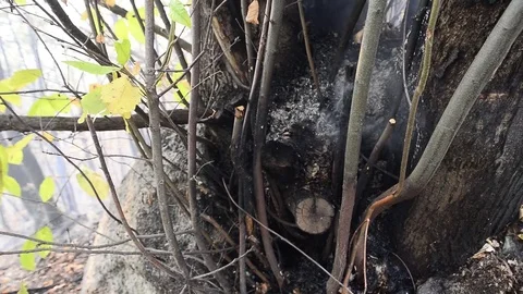 Forest Fire in Val Susa in Celle near Caprie, Italy Stock Footage 81492905