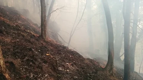 Forest Fire in Val Susa in Celle near Caprie, Italy Stock Footage 81492909