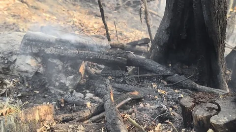 Forest Fire in Val Susa in Celle near Caprie, Italy Stock Footage 81492910