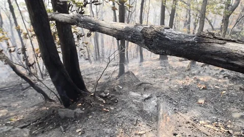 Forest Fire in Val Susa in Celle near Caprie, Italy Stock Footage 81492921
