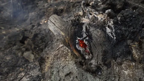 Forest Fire in Val Susa in Celle near Caprie, Italy Stock Footage 81492932