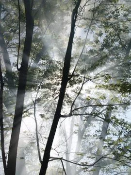 Forest fire vertical Fotos Stock