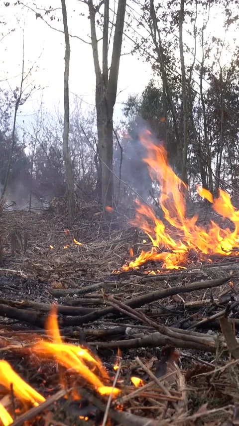 Forest Fire Vertical Video Stock Footage 260608078