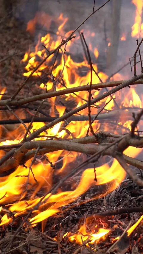 Forest Fire Vertical Video Stock Footage 260608256