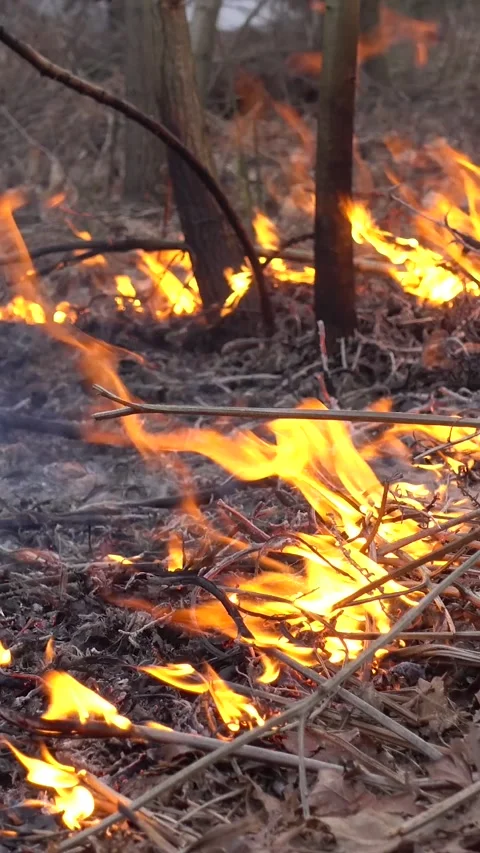 Forest Fire Vertical Video Stock Footage 260608257