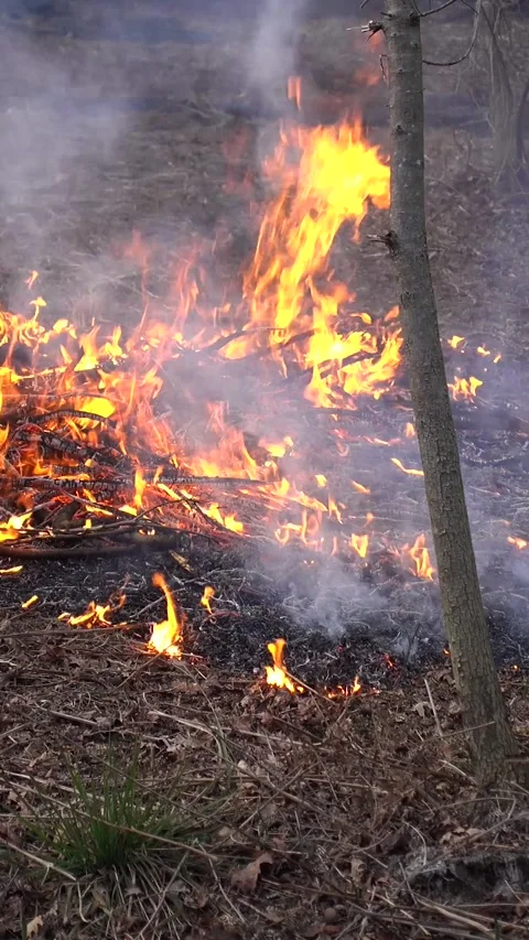 Forest Fire Vertical Video Stock Footage 260608353
