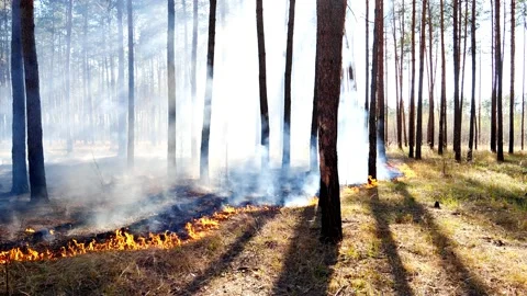 Forest fire in the vicinity of the city of Kiev Stock Footage 139459906