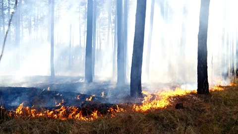 Forest fire in the vicinity of the city of Kiev close-up Stock Footage 144877617