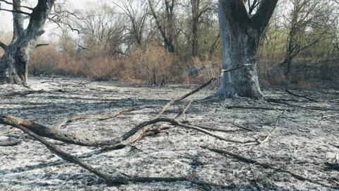 Forest fire in the wild. Stock Footage 128835957