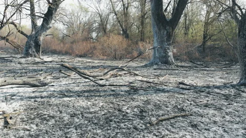 Forest fire in the wild. Stock Footage 128836103