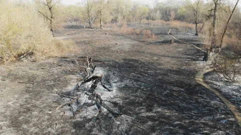 Forest fire in the wild. Stock Footage 128836443