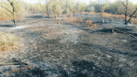 Forest fire in the wild. Stock Footage 128836513