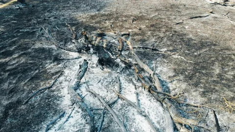 Forest fire in the wild. Stock Footage 128836660