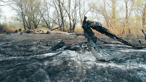 Forest fire in the wild. Stock Footage 128836866