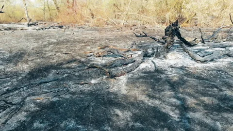 Forest fire in the wild. Stock Footage 129653859
