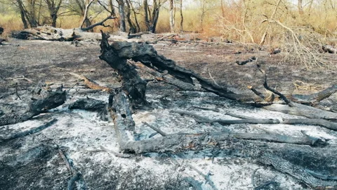 Forest fire in the wild. Stock Footage 130425856