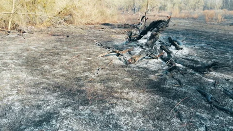 Forest fire in the wild. Stock Footage 130425921