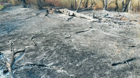 Forest fire in the wild. Video stock 133157465