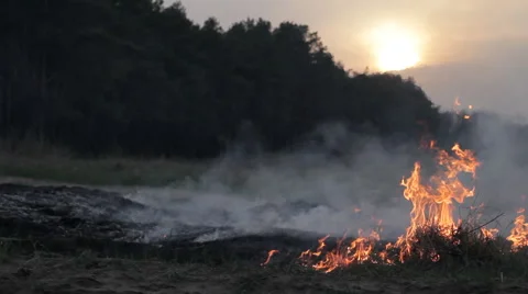 Forest fire, wildfire, burning dry grass, flame, thick smoke, dramatic landscape Stock Footage 63419179